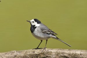 鳥,セキレイ,灰色